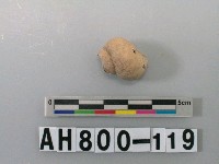 藏品(螺類)的圖片